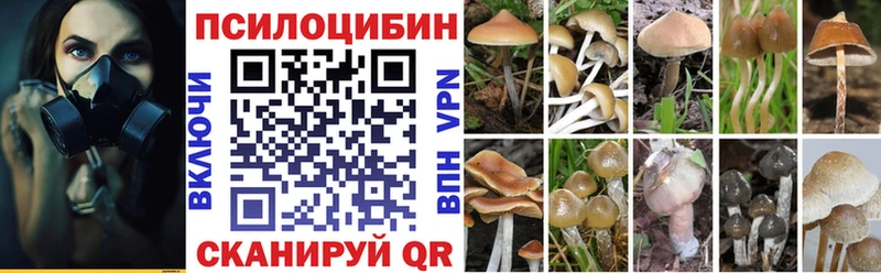 Псилоцибиновые грибы Psilocybe  Купить закладки  Железногорск-Илимский 